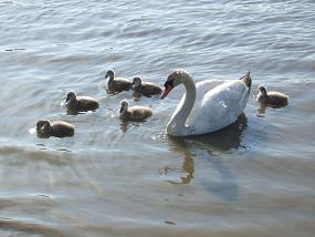 Swans on medway