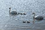 Medway Bridge Marina - Swans